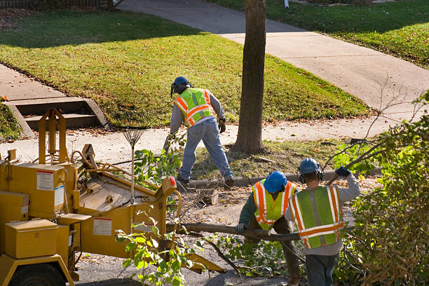 How Our Tree Care Process Works  in Wolf Point, MT